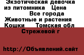 Экзотическая девочка из питомника › Цена ­ 25 000 - Все города Животные и растения » Кошки   . Томская обл.,Стрежевой г.
